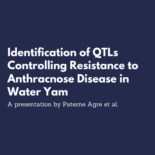 anthracnose disease in water yam