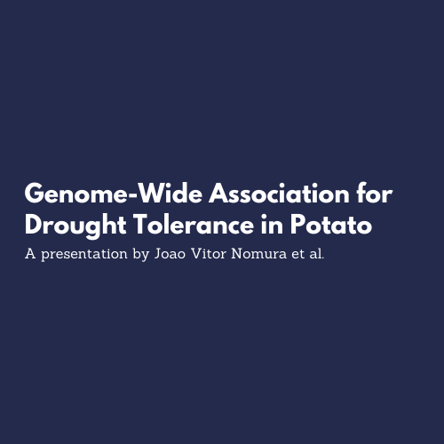 drought tolerance in potato