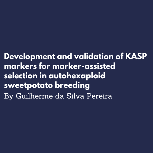 marker-assisted selection in sweetpotato