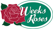 Weeks Roses